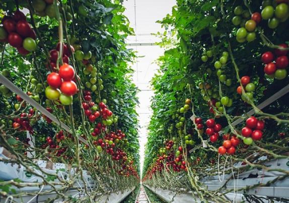 Sustainability : Waste Data Centre Energy Powers Rooftop Farm