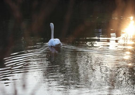 Sustainability-in-Tech : Solar-Powered Aquatic Drone Purges Plastic In Waterways